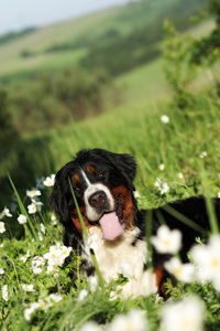 美丽快乐狗恩山犬