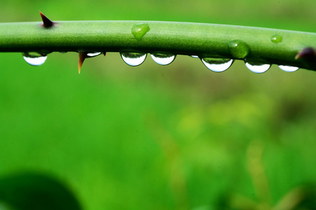 水滴绿色植物