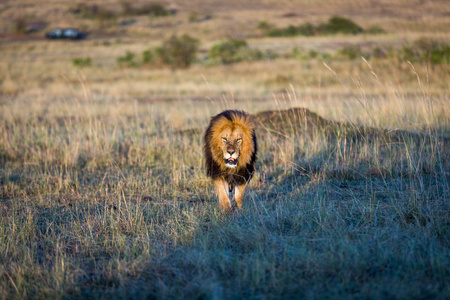 在阳光明媚的早晨在肯尼亚的雄狮
