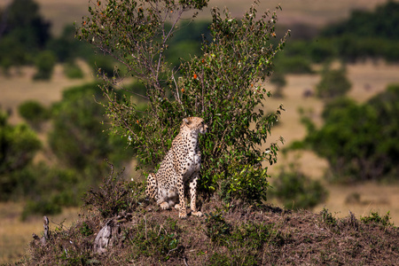各地在肯尼亚大草原猎豹