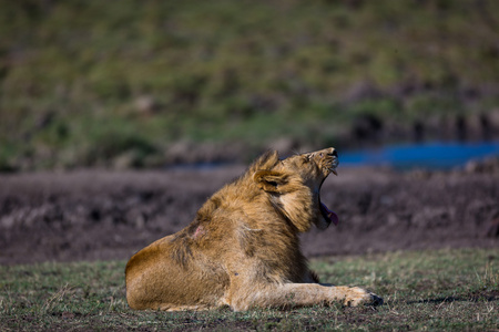 狮子在肯尼亚的热带稀树草原休息