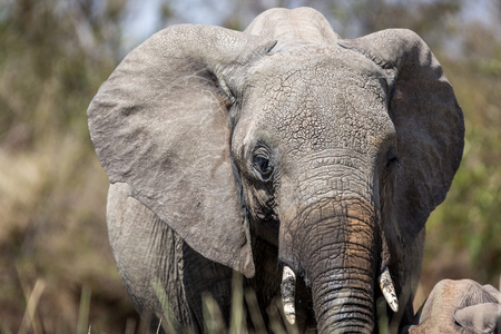 在肯尼亚大草原大象