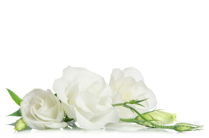 美丽的白色桔梗花白色背景上孤立