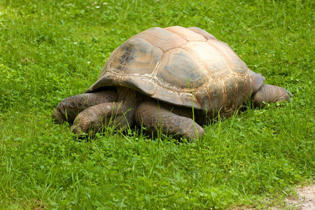 和水果,在森林里行走池塘模糊背景下的绿草龟特写草地上的大象乌龟