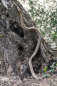 Rhinechis scalaris，也叫蛇，在公开进修学院攀爬楼梯