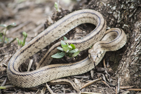 Rhinechis scalaris，也叫楼梯蛇，西班牙