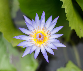 美丽的紫莲花，特写拍摄