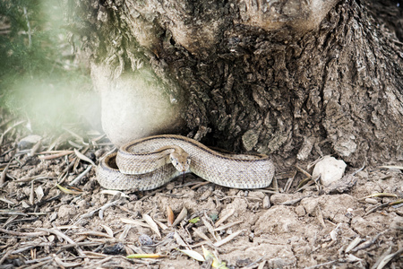 Rhinechis scalaris，也叫楼梯蛇，西班牙