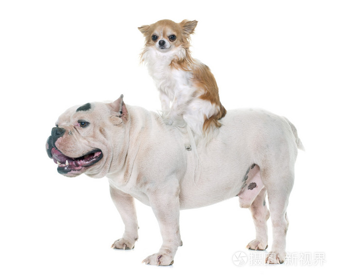 白色美国恶霸犬和吉娃娃