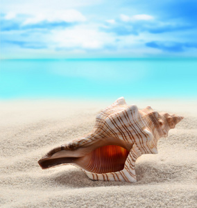 关于沙滩海贝壳