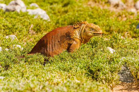 在加拉帕戈圣菲岛上的野生土地鬣蜥