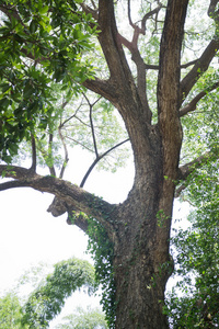 老树在家庭庭院