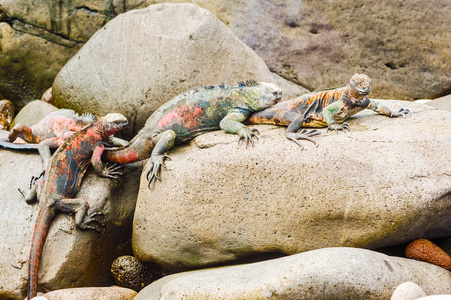 在加拉巴哥群岛上的熔岩蜥蜴