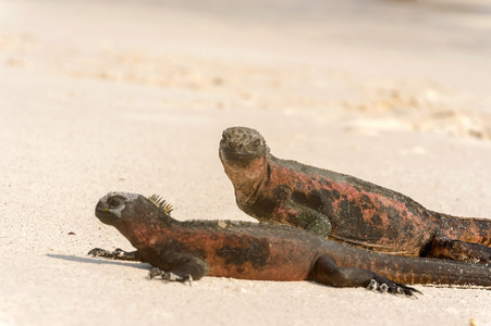 海洋鬣鳞蜥上加拉巴哥群岛