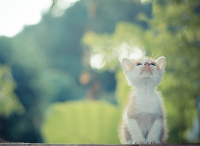 小猫坐在木地板上看顶上