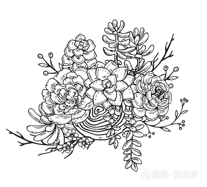 手画的组成的肉质植物