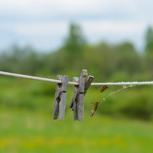 老木衣夹在一根绳子上图片