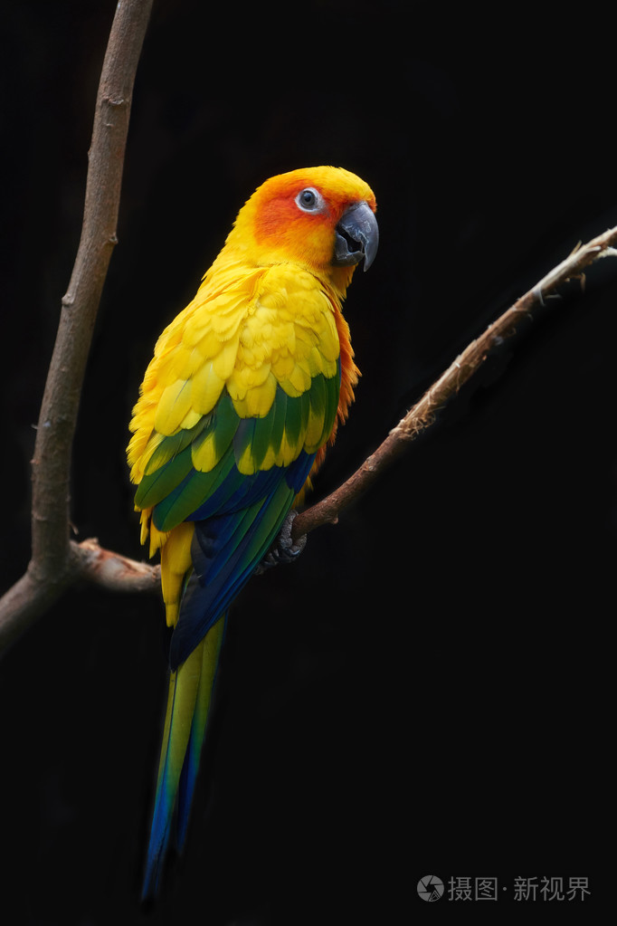 太阳鹦鹉(aratinga solsgat is)