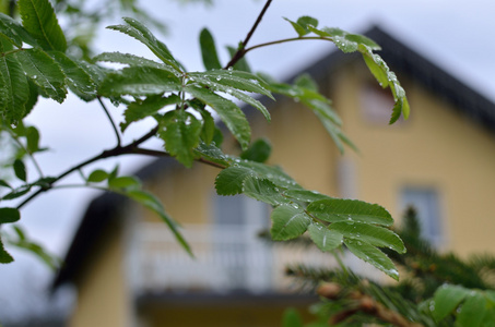 叶子上的雨滴