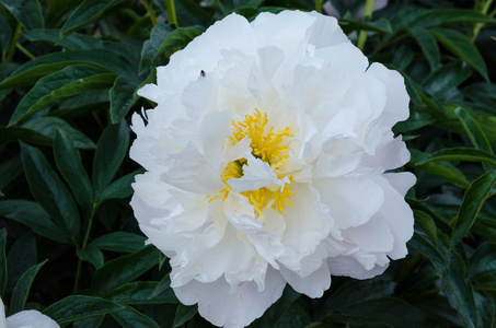 白牡丹花卉