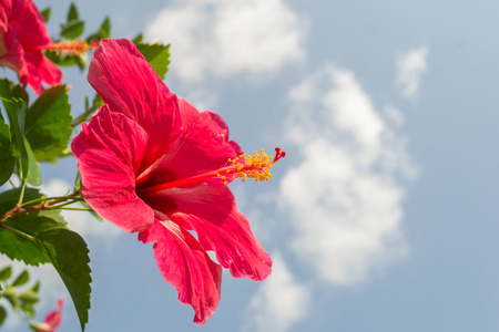 美丽的红芙蓉花