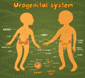矢量卡通插画的男性和女性的泌尿生殖系统