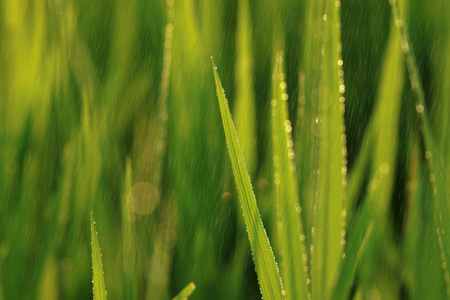 水稻植株在稻田与降雨。联合国聚焦图像