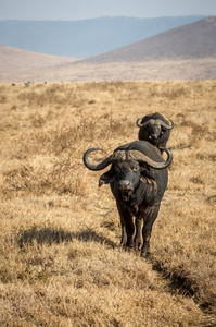 水牛漫步在坦桑尼亚 Ngorogoro