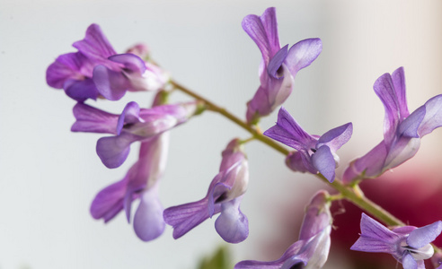 美丽的紫色花在白色, 宏