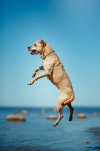 美国斯塔福郡梗行走，夏天的犬种