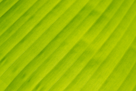 绿了芭蕉叶背景抽象