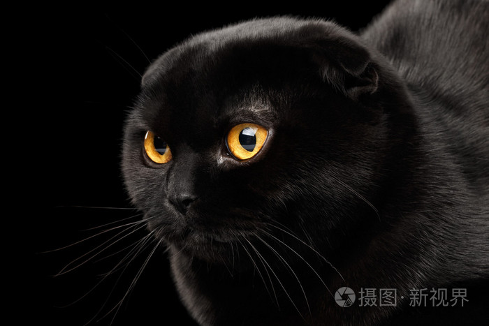 苏格兰折耳猫猫孤立在黑色的特写头