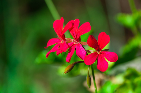 小花特写镜头