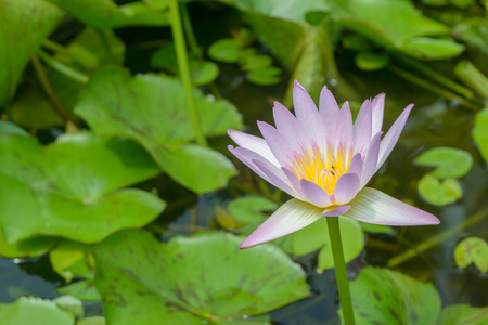 莲花在池塘在庭院