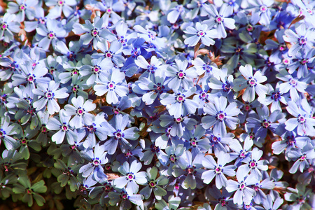 美丽的颜色花