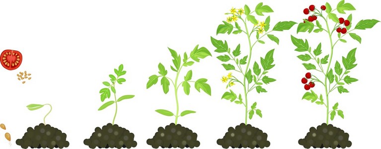 樱桃苗樱桃番茄生长阶段照片