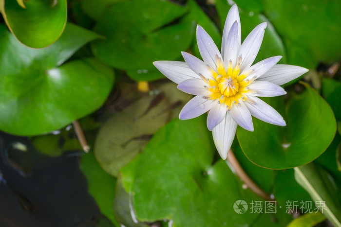 池塘里的白黄莲花和莲花植物