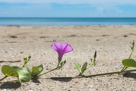 对聚醚砜 caprae 甜或海滩牵牛花