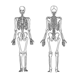 人骨图片全身素描图片