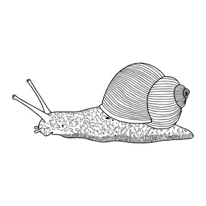 无脊椎动物湿的黏液害虫螺旋黏糊糊的性质腹足动物矢量可爱的卡通蜗牛