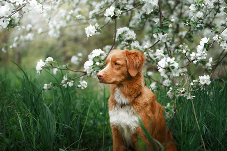 狗新斯科舍省鸭寻回犬夏天公园散步