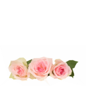 三个粉红玫瑰