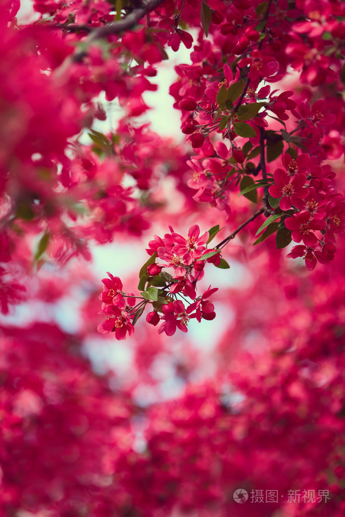 春季开花的树