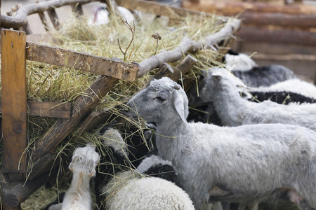 绵羊和山羊吃干草