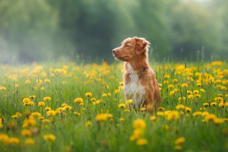 狗新斯科舍省鸭寻回犬领域走在夏天