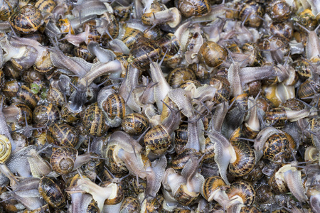 一堆淡水蜗牛照片