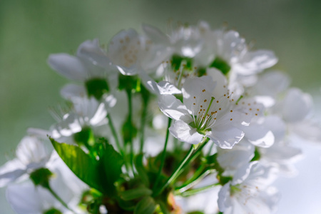 白色鲜花盛开