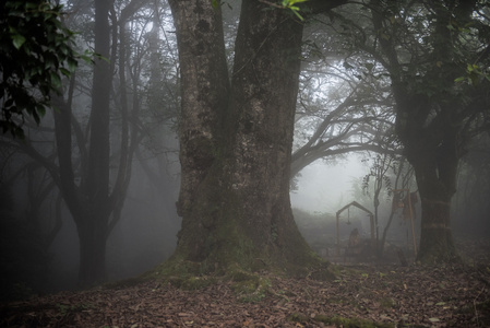 大雾天在森林中