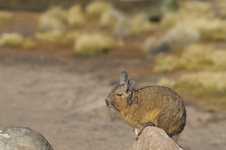 山 Viscacha 在拉乌卡国家公园