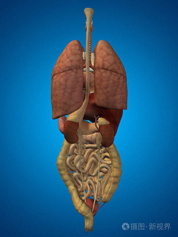 内部的腹部胸部器官